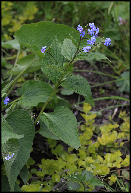 Brunnera (1)