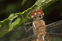 IMG 8812dragonfly