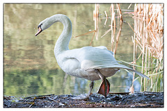 Schwan auf der Flucht