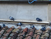 Perugia - Pigeons