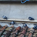 Perugia - Pigeons