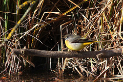 Bergeronnette des Ruisseaux