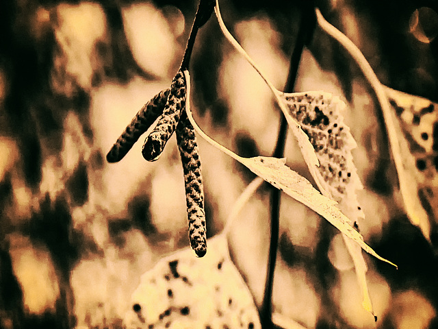 Légendes d'automne.