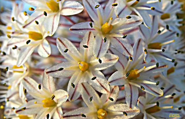 Bonne semaine fleurie