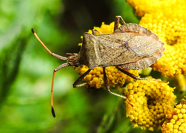 20220908 1672CPw [D~LIP] Rainfarn (Tanacetum vulgare), Lederwanze (Coreus marginatus) [Saumwanze], UWZ, Bad Salzuflen