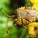 20220908 1672CPw [D~LIP] Rainfarn (Tanacetum vulgare), Lederwanze (Coreus marginatus) [Saumwanze], UWZ, Bad Salzuflen