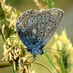 Argus bleu (Polyommatus icarus)