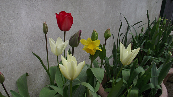 The first of the tulips opening