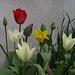 The first of the tulips opening