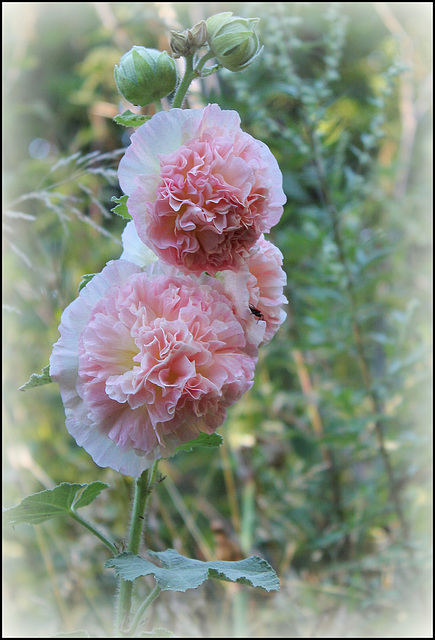 Trémière double rose (2)