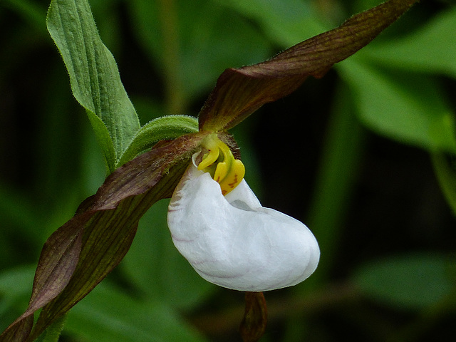 Mountain Lady's Slipper / Cypripedium montanum