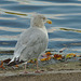 IMG 0086juvenileherringgull