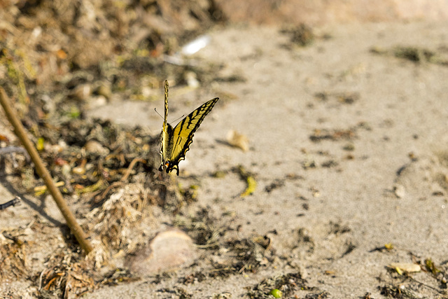 Butterfly in Flight 1