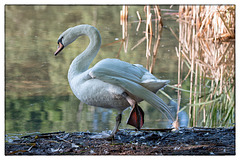 Schwan weiß auf der Flucht