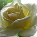 Delicate white rose