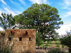 San Pedro Riparian National Conservation Area