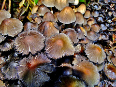 Shaggy Inkcap. Coprinus comatus