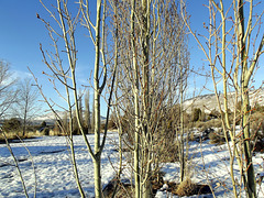 Quaking aspen