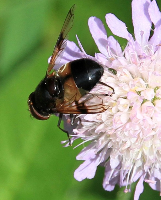 Waldschwebfliege