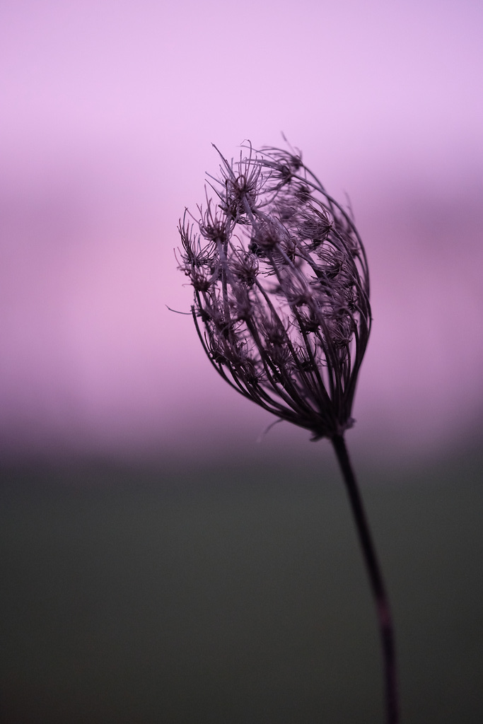DSCF2804