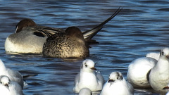 20190223 4458CPw [D~MS] Spiessente, Lachmöwe, Rieselfelder Münster