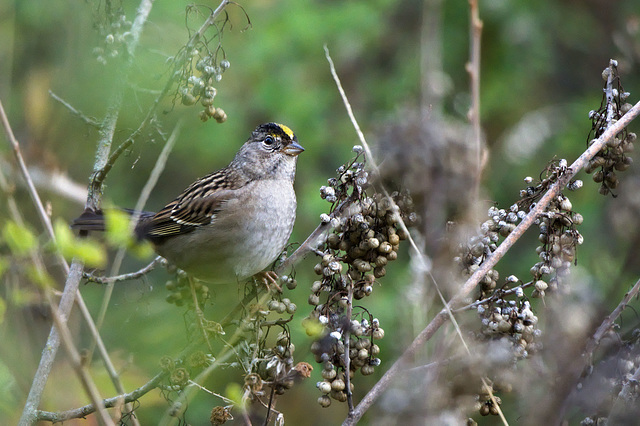 Golden-crowned sparrow in a bush