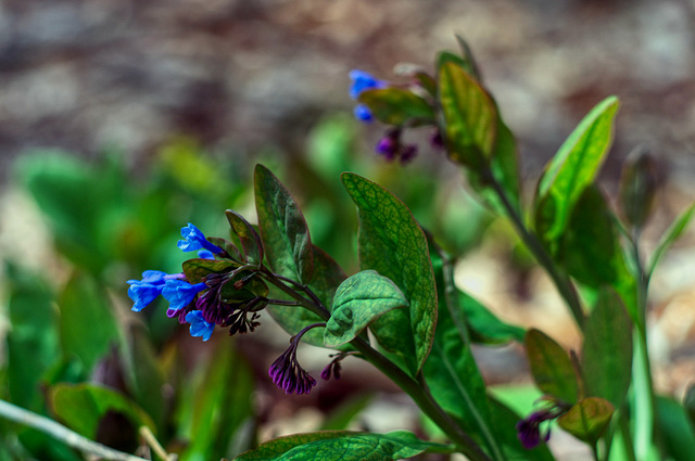 Virginia Bluebells