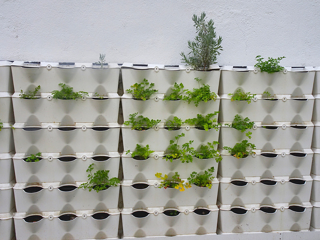Aromatic garden on the wall