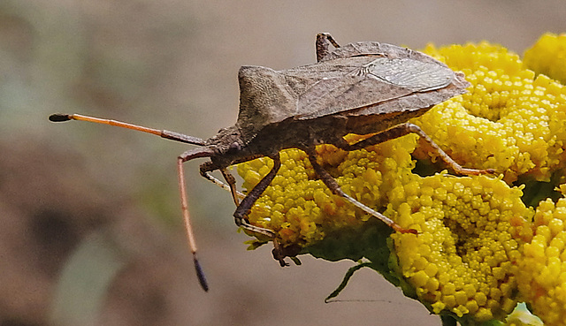 20220908 1674CPw [D~LIP] Rainfarn (Tanacetum vulgare), Lederwanze (Coreus marginatus) [Saumwanze], UWZ, Bad Salzuflen