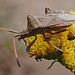20220908 1674CPw [D~LIP] Rainfarn (Tanacetum vulgare), Lederwanze (Coreus marginatus) [Saumwanze], UWZ, Bad Salzuflen