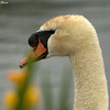 Cygne parmi la nature