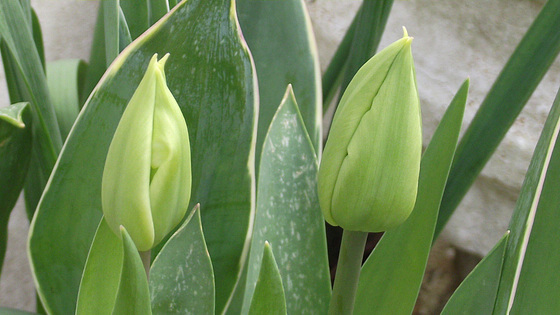 Two pale yellow tulips