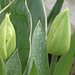 Two pale yellow tulips
