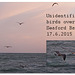 Black &  brown seabirds Seaford Bay 17 7 2015
