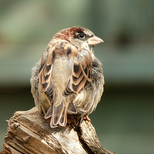 "Just" a little House Sparrow