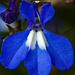 Blue Beauty