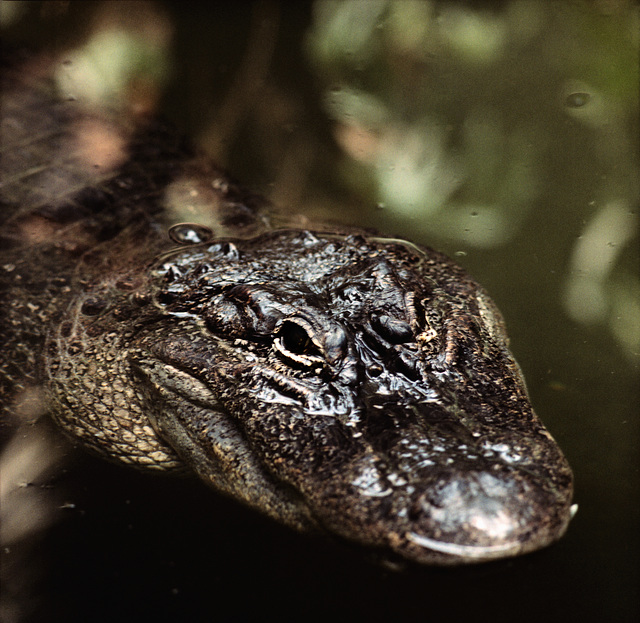 The eye of the crocodile - London Zoo, 1982