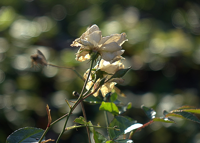 Wintering Flowers