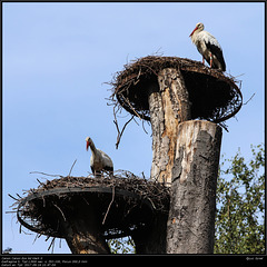 IMG 8407.jpg 2017 09 16  Zoo Planckendael II