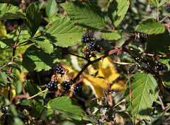 Fruits d'automne, Rubus fruticosus