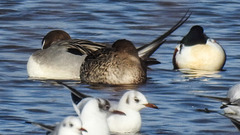 20190223 4459CPw [D~MS] Spiessente, Lachmöwe, Löffelente, Rieselfelder Münster