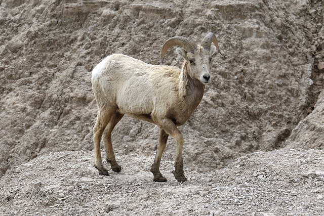 Young Bighorn Ram