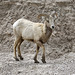 Young Bighorn Ram