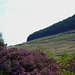 Heather in bloom