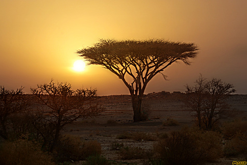 Couchant  Acacia