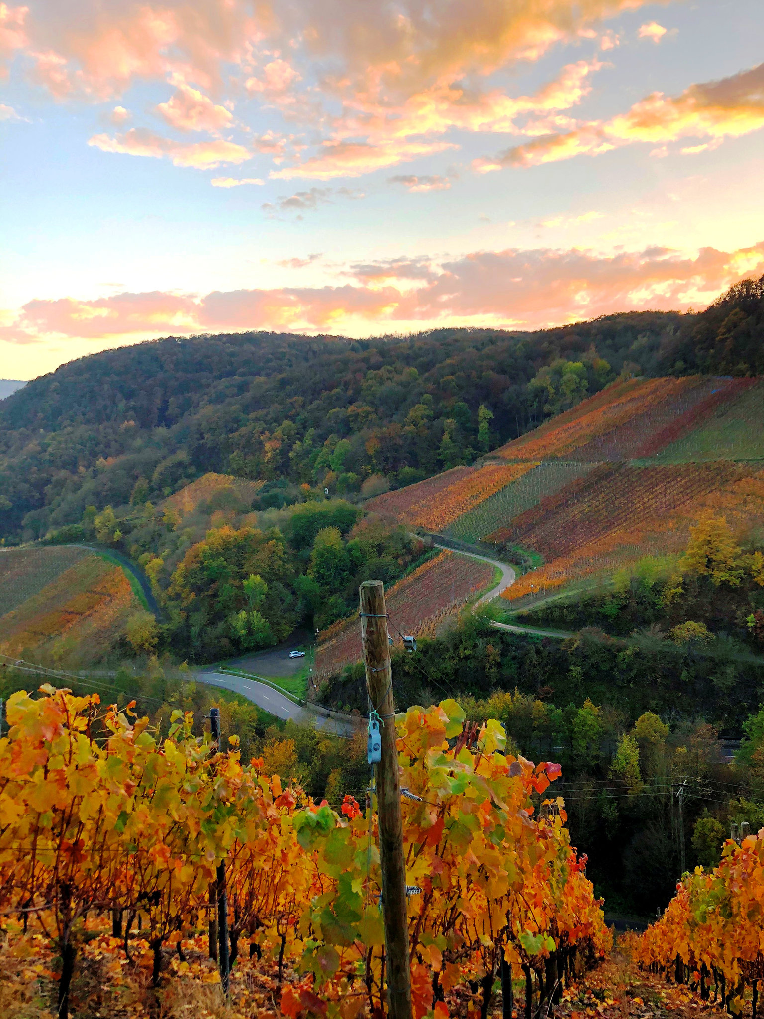 DE - Dernau - Weinberge im Herbst