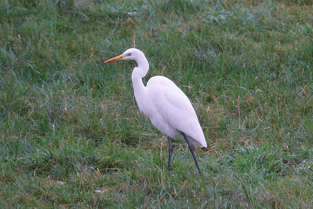 Silberreiher auf der Jagd