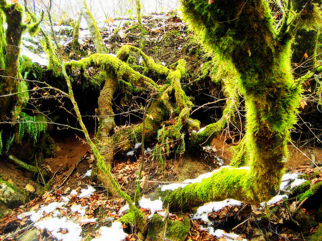 Greenery from the banks of the Ugar River