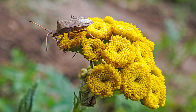 20220908 1675CPw [D~LIP] Rainfarn (Tanacetum vulgare), Lederwanze (Coreus marginatus) [Große Randwanze] [Saumwanze], UWZ, Bad Salzuflen