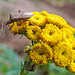 20220908 1675CPw [D~LIP] Rainfarn (Tanacetum vulgare), Lederwanze (Coreus marginatus) [Große Randwanze] [Saumwanze], UWZ, Bad Salzuflen